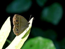 monarca, hermosa mariposa fotografía, hermosa mariposa en flor, macro fotografía, gratis foto