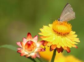 monarca, hermosa mariposa fotografía, hermosa mariposa en flor, macro fotografía, gratis foto