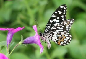 Monarch, Beautiful Butterfly Photography, Beautiful butterfly on flower, Macro Photography, Free Photo