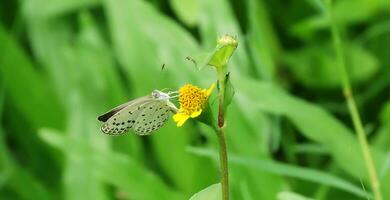 monarca, hermosa mariposa fotografía, hermosa mariposa en flor, macro fotografía, gratis foto