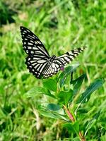 Monarch, Beautiful Butterfly Photography, Beautiful butterfly on flower, Macro Photography, Free Photo