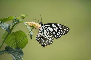 Monarch, Beautiful Butterfly Photography, Beautiful butterfly on flower, Macro Photography, Free Photo