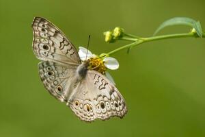 Monarch, Beautiful Butterfly Photography, Beautiful butterfly on flower, Macro Photography, Free Photo