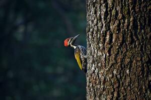 pájaro fotografía, pájaro imagen, más hermosa pájaro fotografía, naturaleza fotografía foto