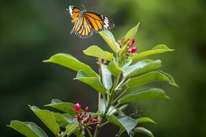 Monarch, Beautiful Butterfly Photography, Beautiful butterfly on flower, Macro Photography, Free Photo