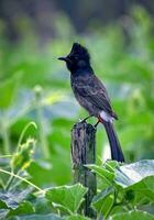 pájaro fotografía, pájaro imagen, más hermosa pájaro fotografía, naturaleza fotografía foto