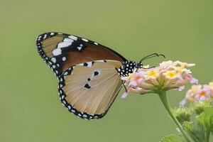 Monarch, Beautiful Butterfly Photography, Beautiful butterfly on flower, Macro Photography, Free Photo