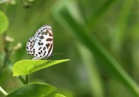 monarca, hermosa mariposa fotografía, hermosa mariposa en flor, macro fotografía, gratis foto