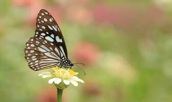 monarca, hermosa mariposa fotografía, hermosa mariposa en flor, macro fotografía, gratis foto