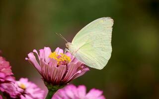 monarca, hermosa mariposa fotografía, hermosa mariposa en flor, macro fotografía, gratis foto