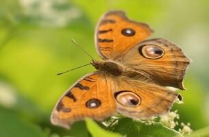 monarca, hermosa mariposa fotografía, hermosa mariposa en flor, macro fotografía, gratis foto