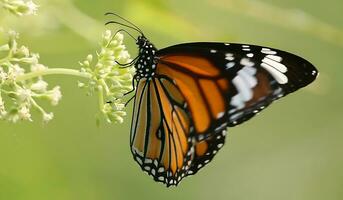 Monarch, Beautiful Butterfly Photography, Beautiful butterfly on flower, Macro Photography, Free Photo