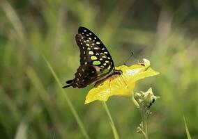 Monarch, Beautiful Butterfly Photography, Beautiful butterfly on flower, Macro Photography, Free Photo