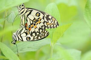 Monarch, Beautiful Butterfly Photography, Beautiful butterfly on flower, Macro Photography, Free Photo