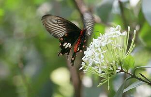 Monarch, Beautiful Butterfly Photography, Beautiful butterfly on flower, Macro Photography, Free Photo