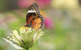 Monarch, Beautiful Butterfly Photography, Beautiful butterfly on flower, Macro Photography, Free Photo