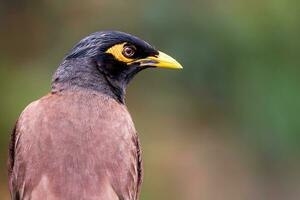 pájaro fotografía, pájaro fotos, la mayoría hermosa pájaro fotografía, naturaleza fotografía foto