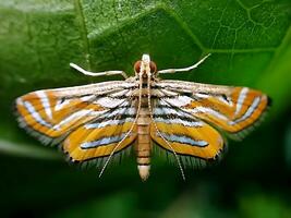 Monarch, Beautiful Butterfly Photography, Beautiful butterfly on flower, Macro Photography, Free Photo