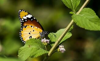 Monarch, Beautiful Butterfly Photography, Beautiful butterfly on flower, Macro Photography, Free Photo