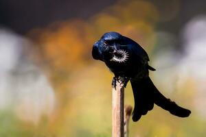 pájaro fotografía, pájaro fotos, la mayoría hermosa pájaro fotografía, naturaleza fotografía foto