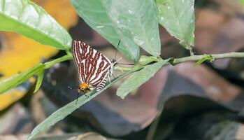 monarca, hermosa mariposa fotografía, hermosa mariposa en flor, macro fotografía, gratis foto