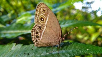 Monarch, Beautiful Butterfly Photography, Beautiful butterfly on flower, Macro Photography, Free Photo