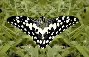 monarca, hermosa mariposa fotografía, hermosa mariposa en flor, macro fotografía, gratis foto