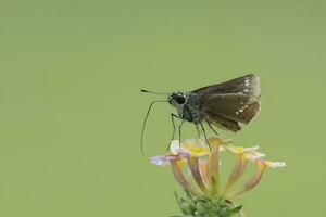 monarca, hermosa mariposa fotografía, hermosa mariposa en flor, macro fotografía, gratis foto