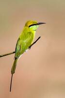 pájaro fotografía, pájaro fotos, la mayoría hermosa pájaro fotografía, naturaleza fotografía foto