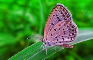 monarca, hermosa mariposa fotografía, hermosa mariposa en flor, macro fotografía, gratis foto