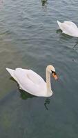 agua aves a willen lago de milton Keynes ciudad de Inglaterra Reino Unido. abril 9, 2023 video