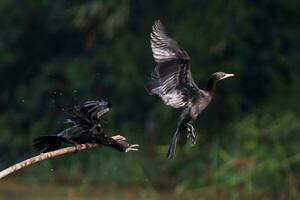 pájaro fotografía, pájaro fotos, la mayoría hermosa pájaro fotografía, naturaleza fotografía foto