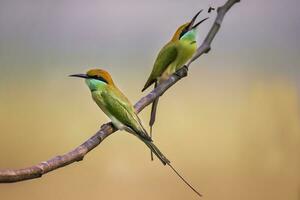 pájaro fotografía, pájaro fotos, la mayoría hermosa pájaro fotografía, naturaleza fotografía foto