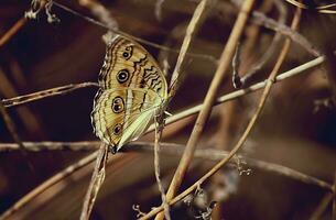 monarca, hermosa mariposa fotografía, hermosa mariposa en flor, macro fotografía, gratis foto