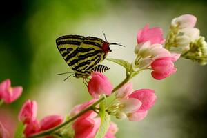 Monarch, Beautiful Butterfly Photography, Beautiful butterfly on flower, Macro Photography, Free Photo