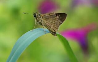 Monarch, Beautiful Butterfly Photography, Beautiful butterfly on flower, Macro Photography, Free Photo