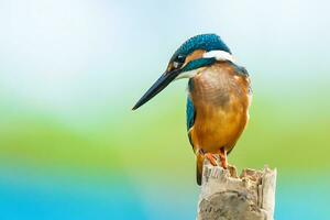 pájaro fotografía, pájaro fotos, la mayoría hermosa pájaro fotografía, naturaleza fotografía foto