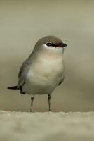 pájaro fotografía, pájaro fotos, la mayoría hermosa pájaro fotografía, naturaleza fotografía foto