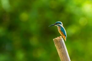 pájaro fotografía, pájaro fotos, la mayoría hermosa pájaro fotografía, naturaleza fotografía foto