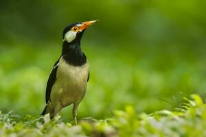 pájaro fotografía, pájaro fotos, la mayoría hermosa pájaro fotografía, naturaleza fotografía foto