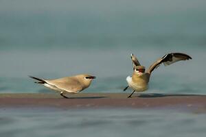 pájaro fotografía, pájaro fotos, la mayoría hermosa pájaro fotografía, naturaleza fotografía foto