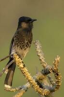 pájaro fotografía, pájaro fotos, la mayoría hermosa pájaro fotografía, naturaleza fotografía foto