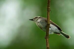 pájaro fotografía, pájaro fotos, la mayoría hermosa pájaro fotografía, naturaleza fotografía foto