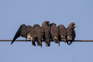 pájaro fotografía, pájaro fotos, la mayoría hermosa pájaro fotografía, naturaleza fotografía foto