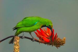 pájaro fotografía, pájaro fotos, la mayoría hermosa pájaro fotografía, naturaleza fotografía foto