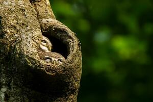 pájaro fotografía, pájaro fotos, la mayoría hermosa pájaro fotografía, naturaleza fotografía foto