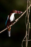 pájaro fotografía, pájaro fotos, la mayoría hermosa pájaro fotografía, naturaleza fotografía foto