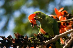 pájaro fotografía, pájaro fotos, la mayoría hermosa pájaro fotografía, naturaleza fotografía foto