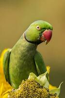 pájaro fotografía, pájaro fotos, la mayoría hermosa pájaro fotografía, naturaleza fotografía foto