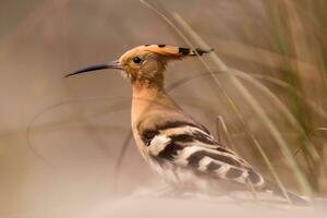 pájaro fotografía, pájaro fotos, la mayoría hermosa pájaro fotografía, naturaleza fotografía foto